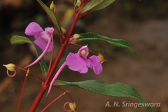 Impatiens fasciculata